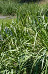 Giant cutgrass